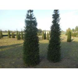 Taxus baccata