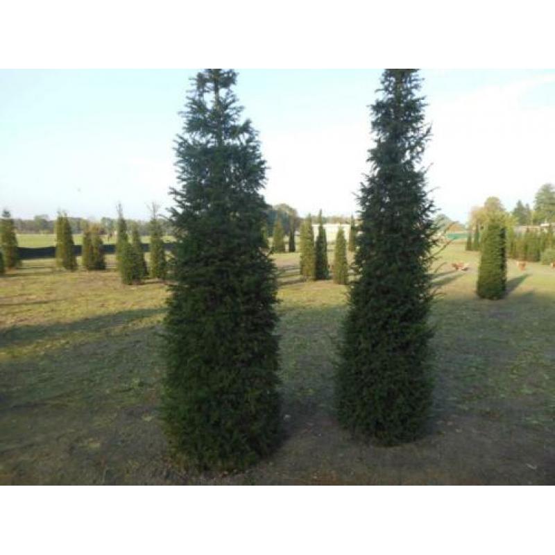Taxus baccata