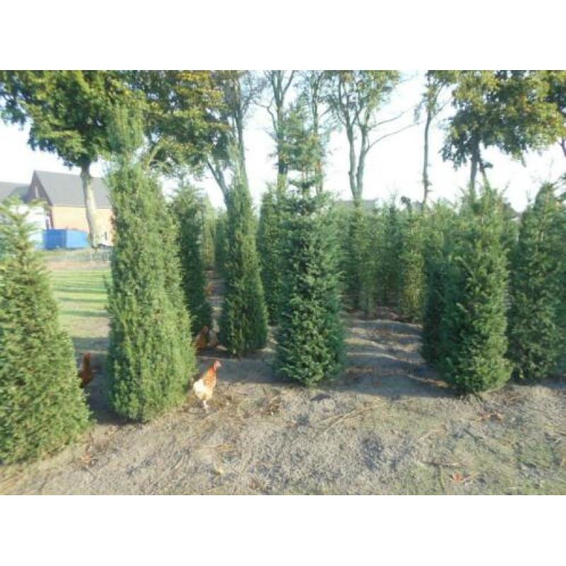 Taxus baccata