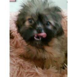 Mooi Shih-tzu pups te koop klein blijven.