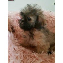 Mooi Shih-tzu pups te koop klein blijven.