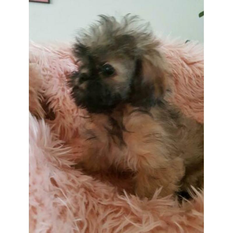 Mooi Shih-tzu pups te koop klein blijven.