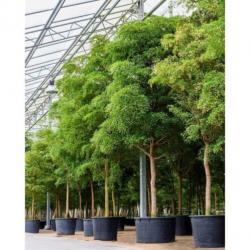 Kantoorbomen Bladhoudend 440-450cm art42620