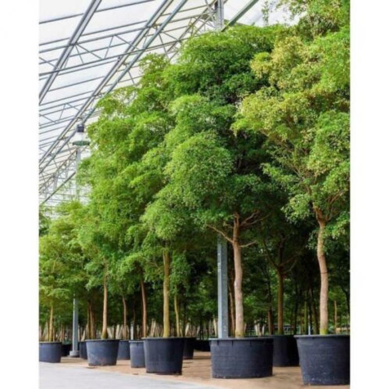 Kantoorbomen Bladhoudend 440-450cm art42620