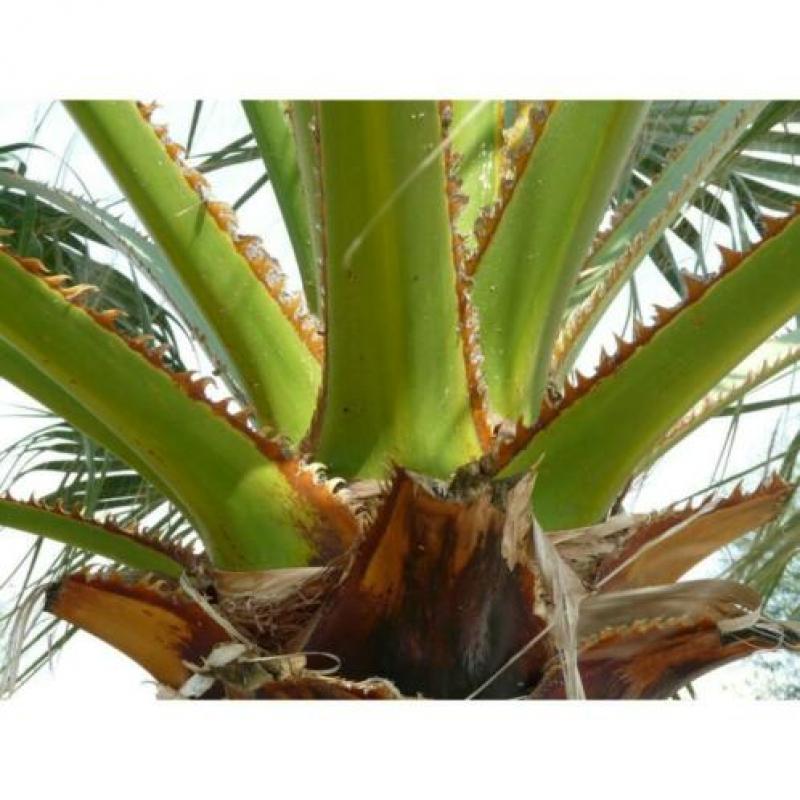 Washingtonia Robusta - Woestijnpalm 390-400cm art51379