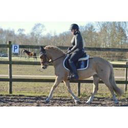 Super leuke haflinger merrie 13 jaar