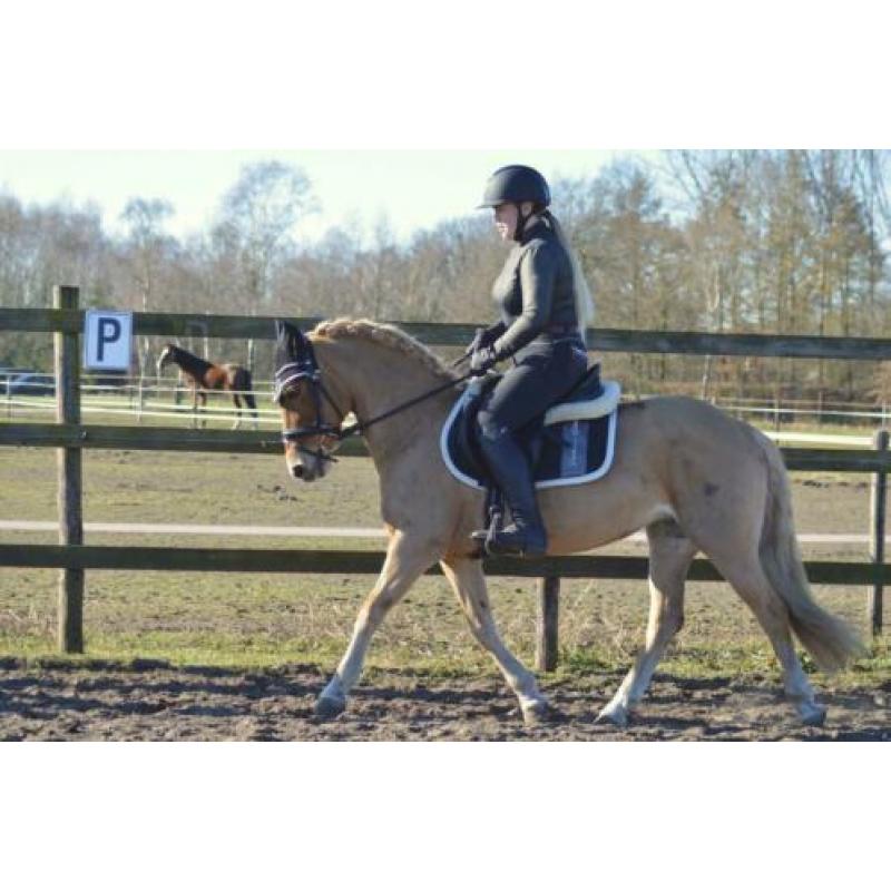 Super leuke haflinger merrie 13 jaar