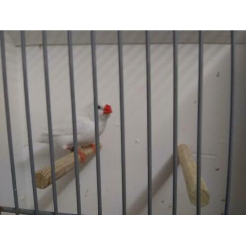 Tk zeer mooie koppels witte zebravinken TT waardige vogels