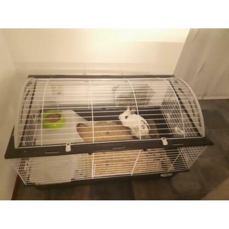 Lief baasje gezocht incl.kooi en toebehoren