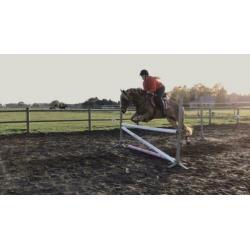 Super leuke haflinger merrie 13 jaar