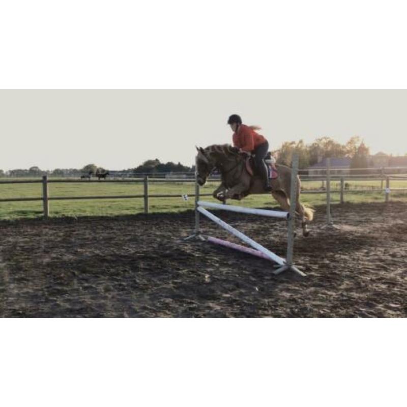 Super leuke haflinger merrie 13 jaar
