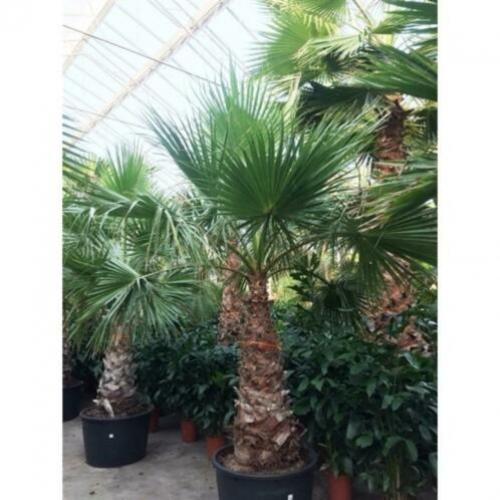 Washingtonia Robusta - Woestijnpalm 390-400cm art51379