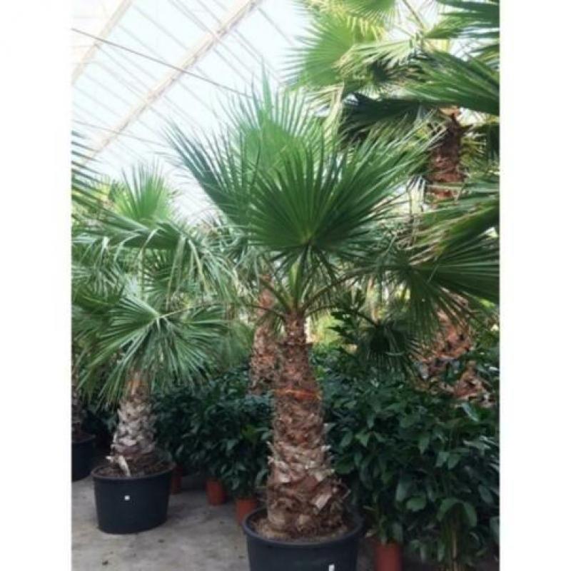 Washingtonia Robusta - Woestijnpalm 390-400cm art51379