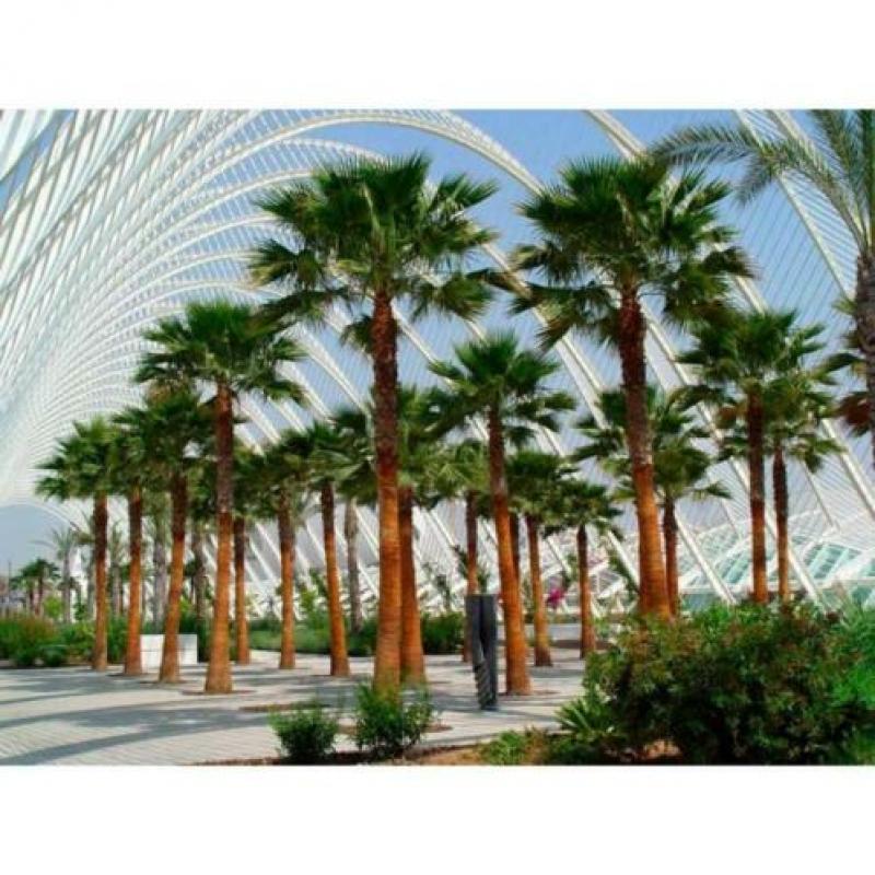 Washingtonia Robusta - Woestijnpalm 390-400cm art51379