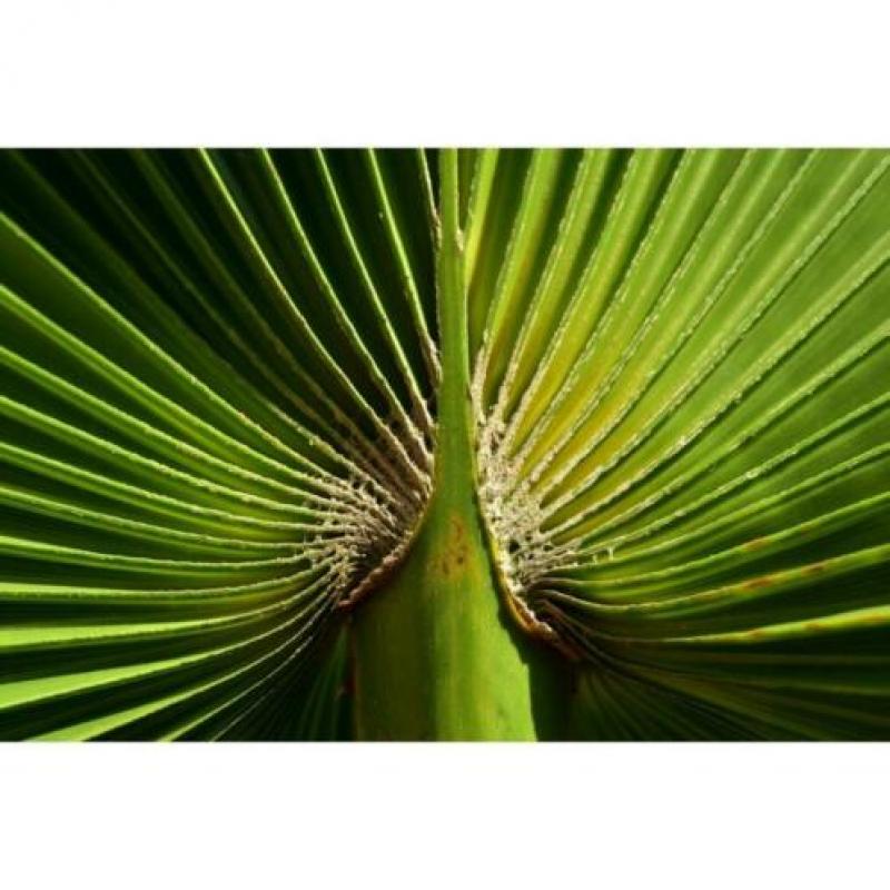 Washingtonia Robusta - Woestijnpalm 390-400cm art51379