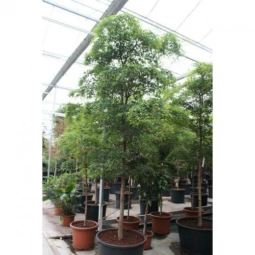 Kantoorbomen Bladhoudend 440-450cm art42620