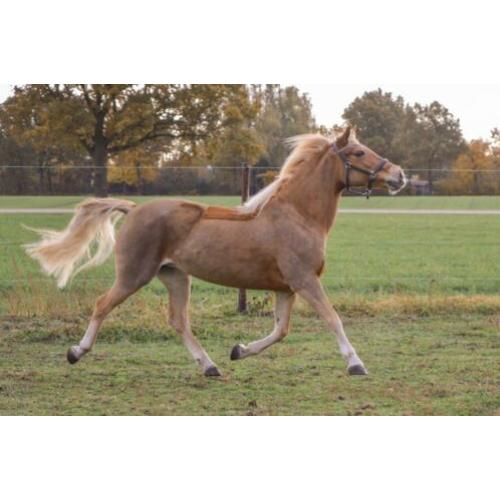 Super leuke haflinger merrie 13 jaar