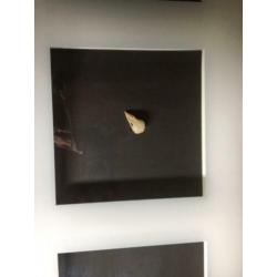 vogelschedels in lijst