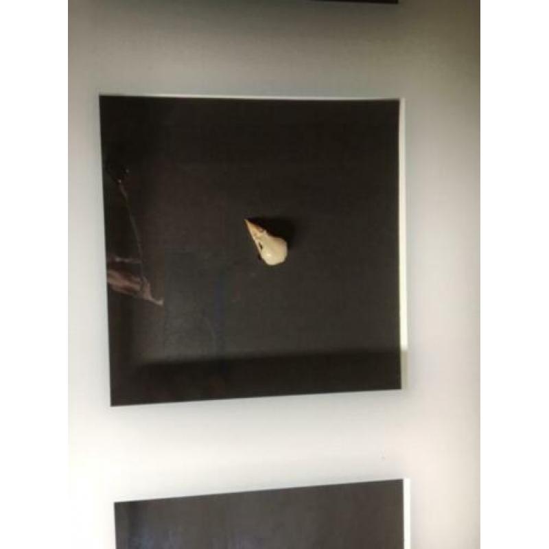 vogelschedels in lijst