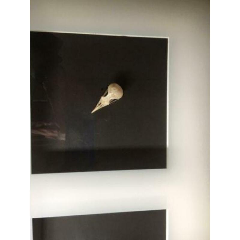 vogelschedels in lijst