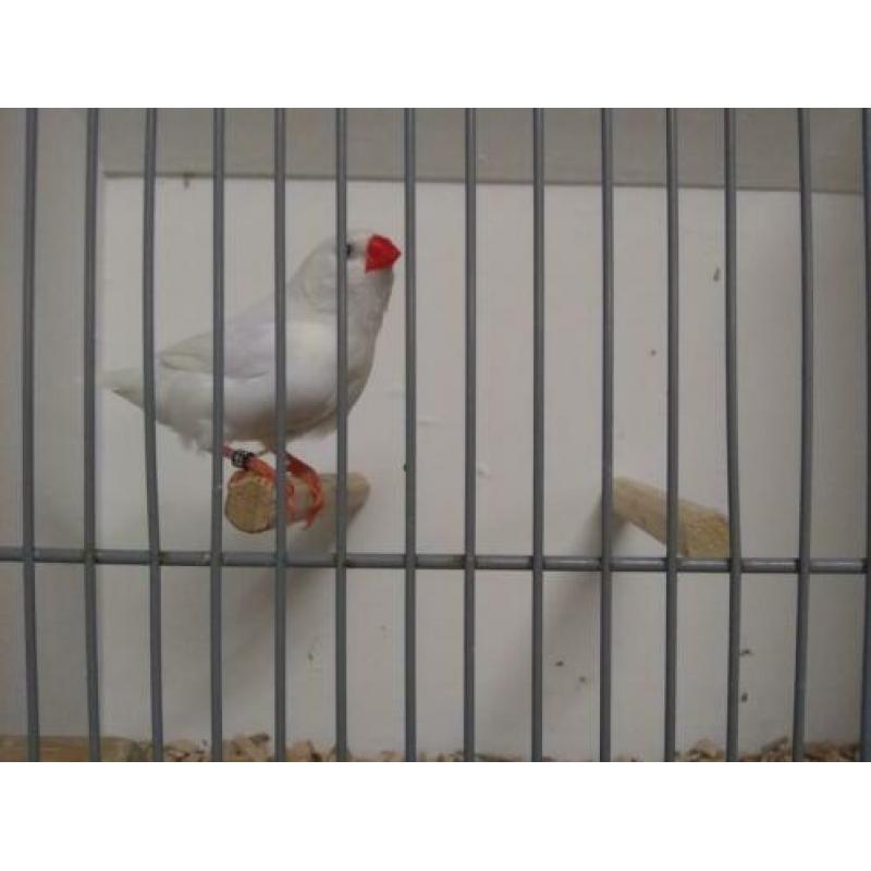 Tk zeer mooie koppels witte zebravinken TT waardige vogels