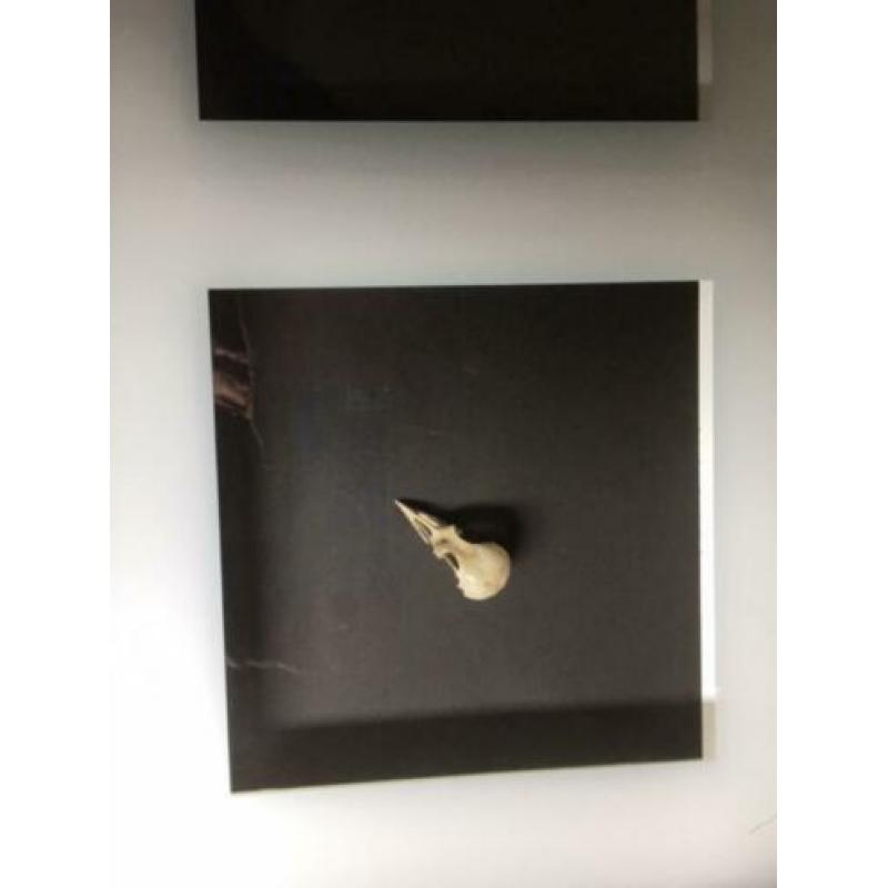 vogelschedels in lijst