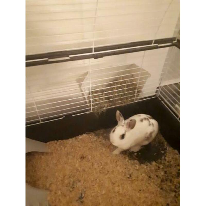Lief baasje gezocht incl.kooi en toebehoren