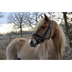 Super leuke haflinger merrie 13 jaar