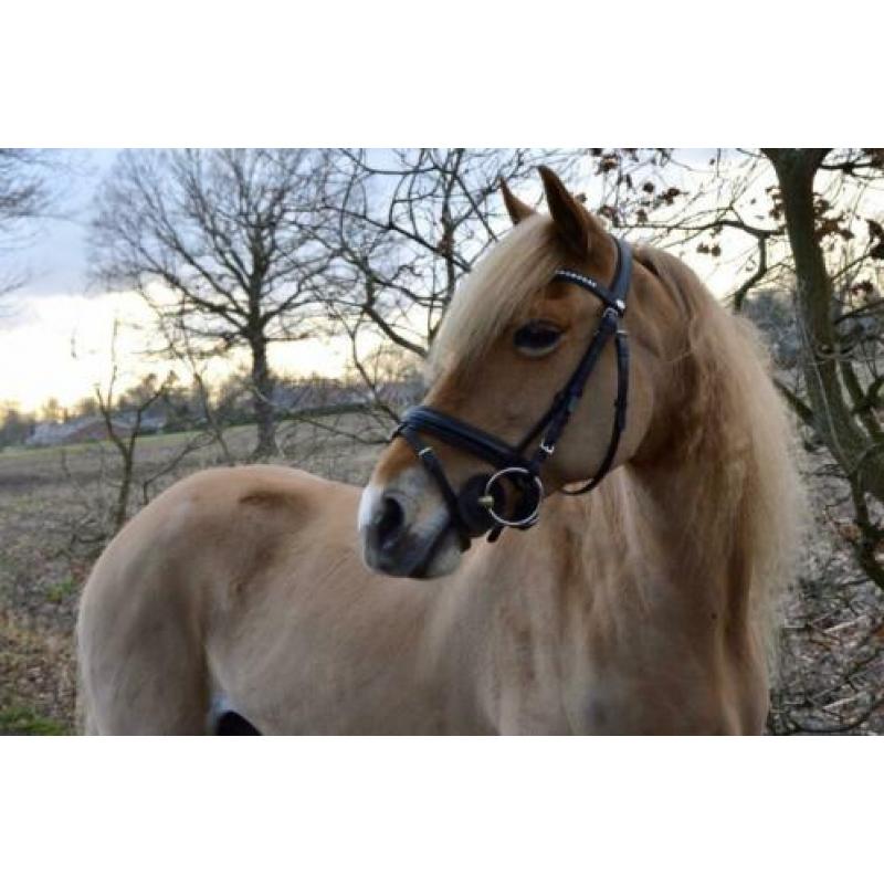 Super leuke haflinger merrie 13 jaar