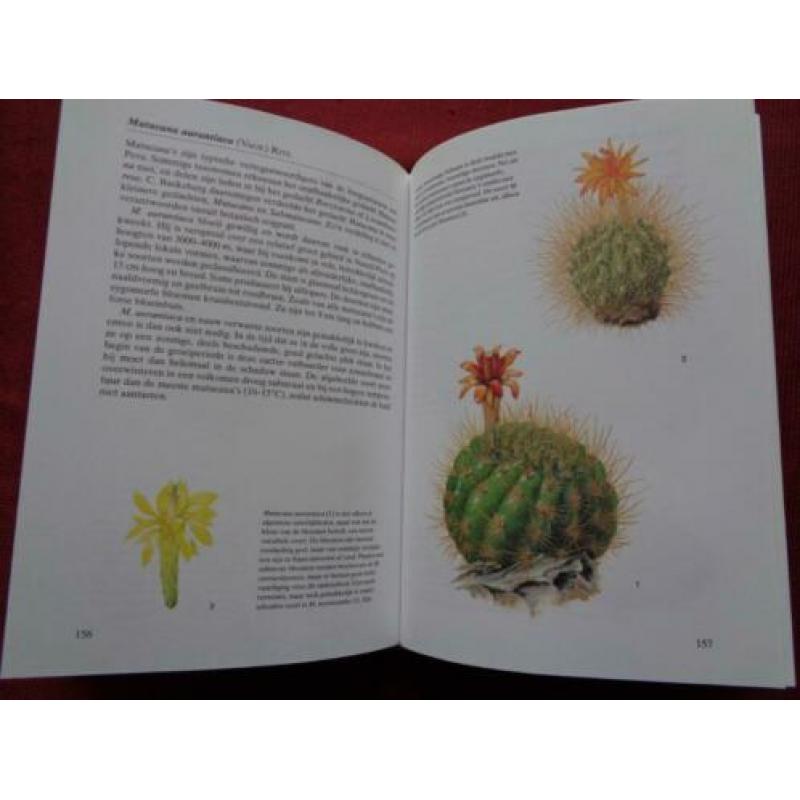 Een reis door de natuur CACTUSSEN