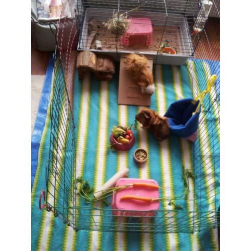 cavia's