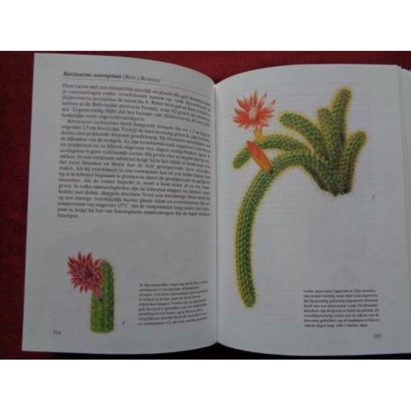 Een reis door de natuur CACTUSSEN