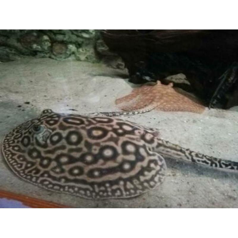Potamotrygon pearl rog