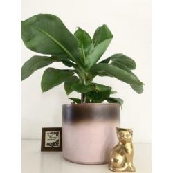 ?vintage ombre bloempot germany stijl oud roze urban jungle