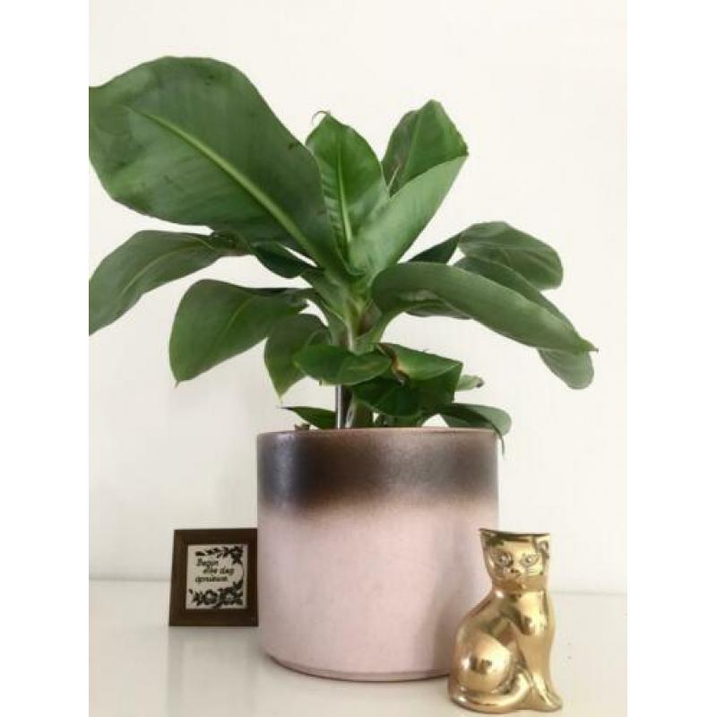 ?vintage ombre bloempot germany stijl oud roze urban jungle