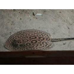 Potamotrygon pearl rog