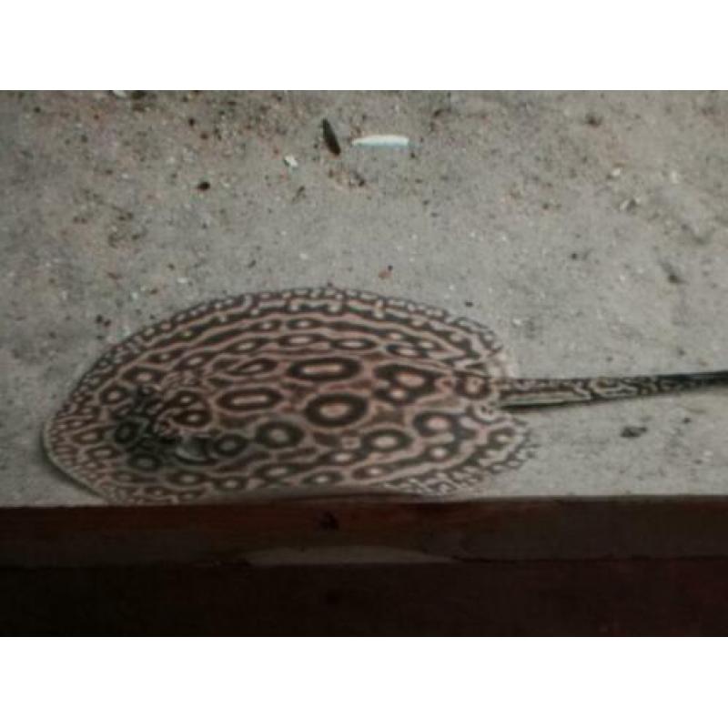 Potamotrygon pearl rog