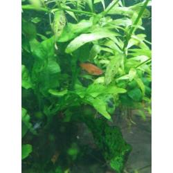 Aanbieding guppen guppy guppies