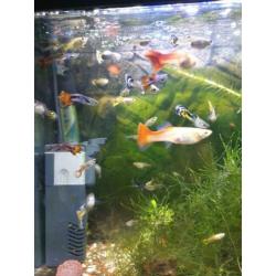 Aanbieding guppen guppy guppies
