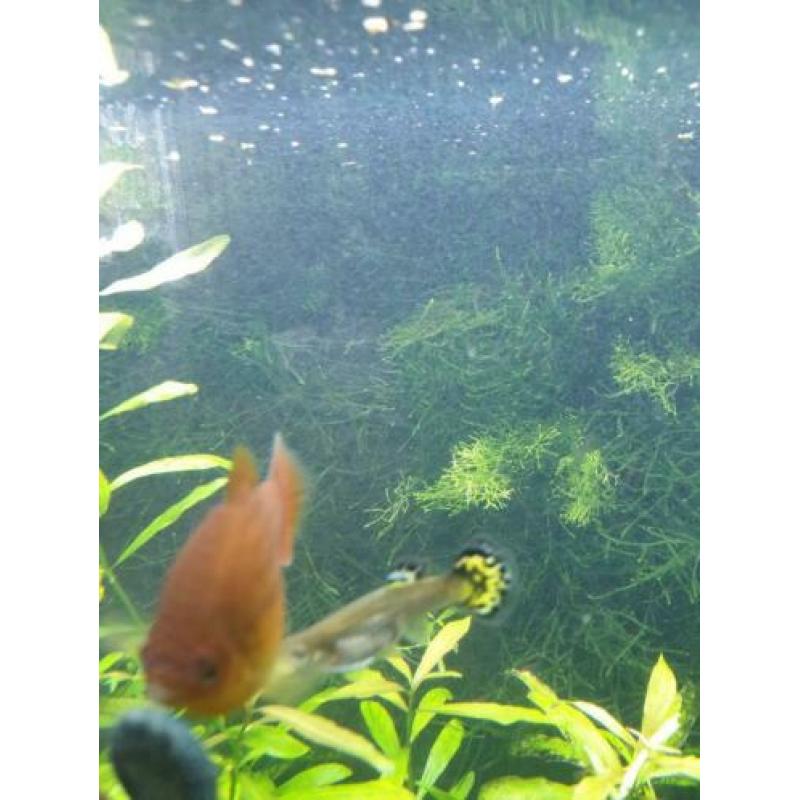 Aanbieding guppen guppy guppies