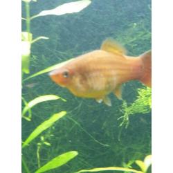 Aanbieding guppen guppy guppies