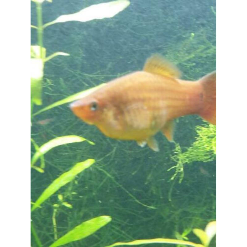 Aanbieding guppen guppy guppies