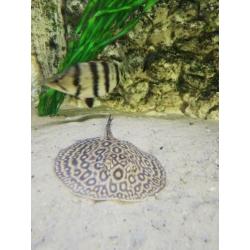 Potamotrygon pearl rog