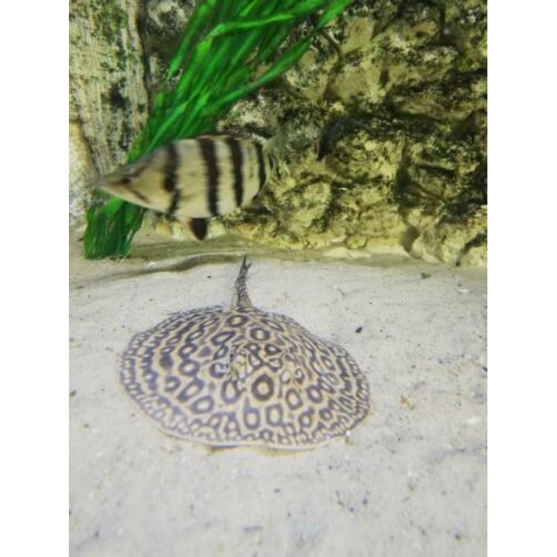 Potamotrygon pearl rog