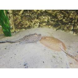 Potamotrygon pearl rog