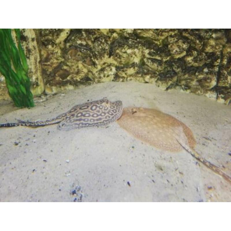 Potamotrygon pearl rog
