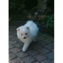 Pomeriaan pups