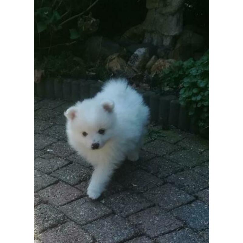 Pomeriaan pups
