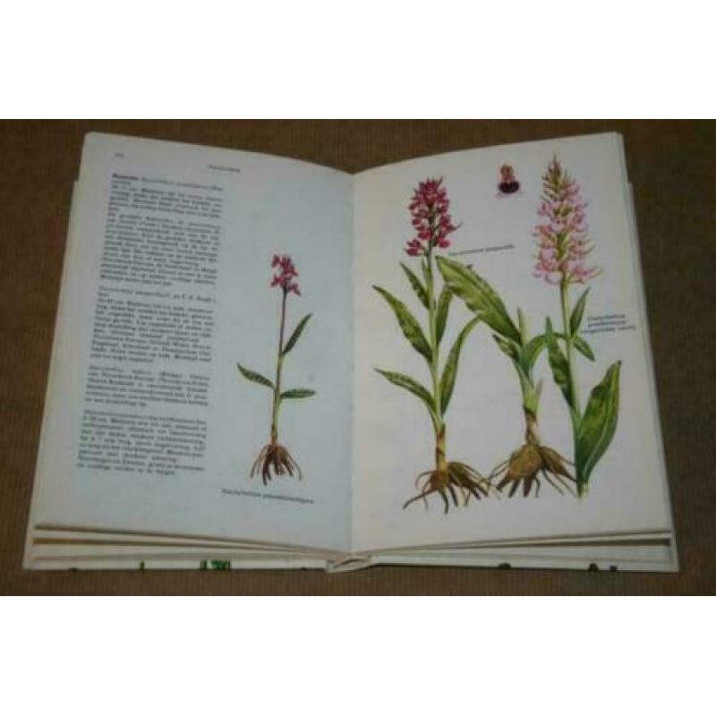 Elseviers Orchideeëngids !!