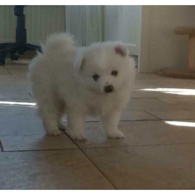 Pomeriaan pups
